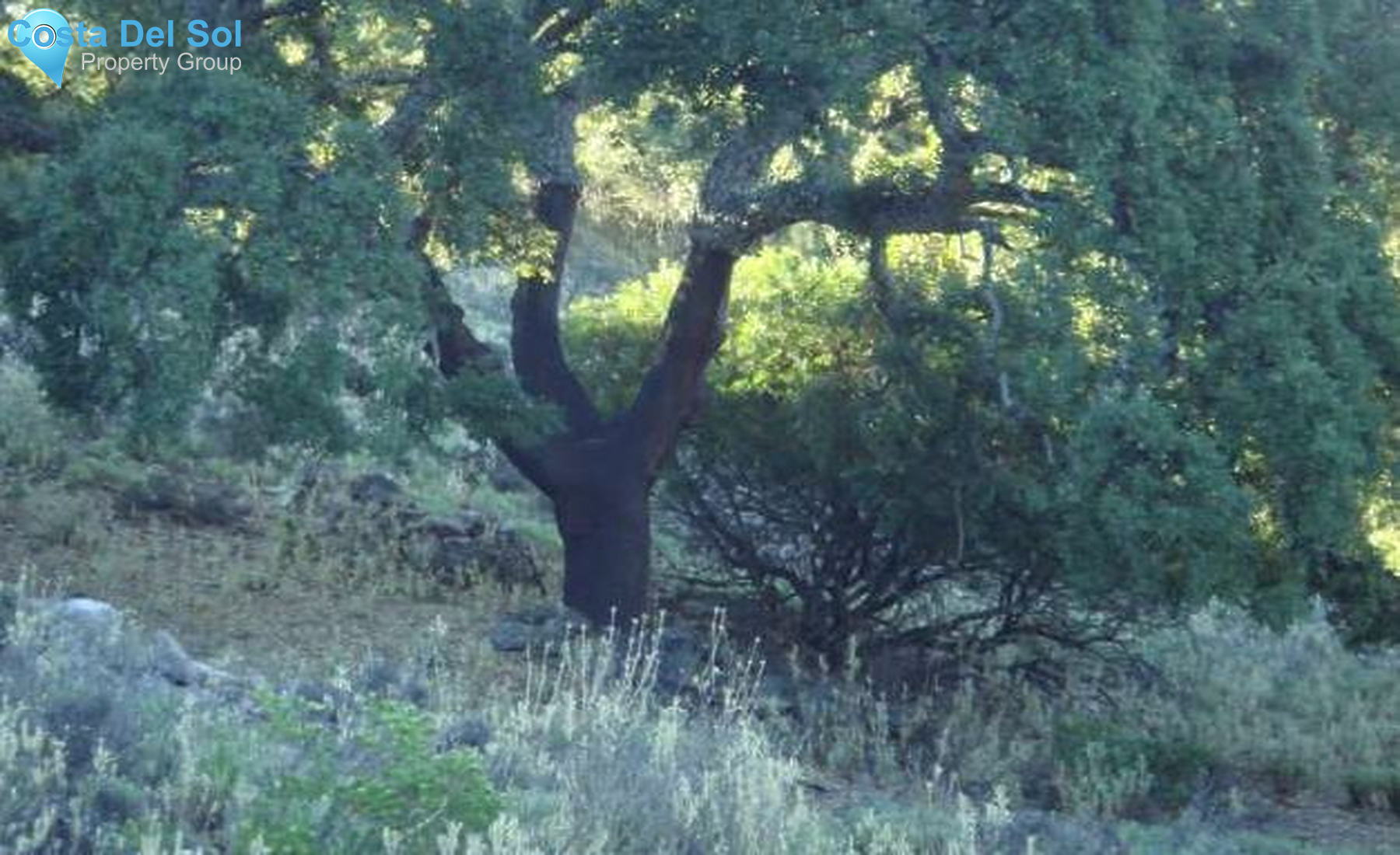 Land in Cortes de la Frontera-1233631