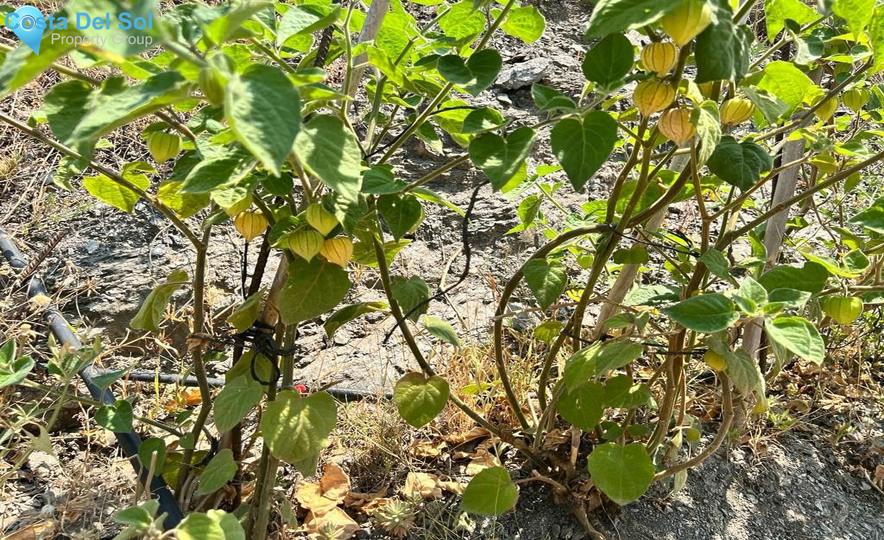 Land in Torrox-1169065