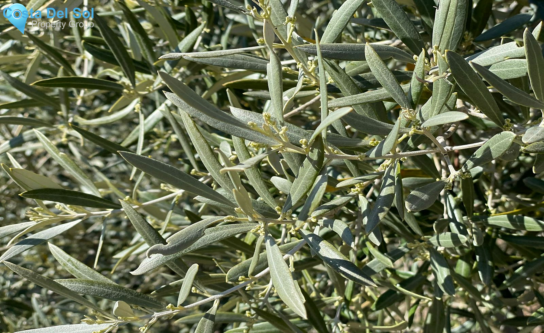 Land in Yunquera-1552059