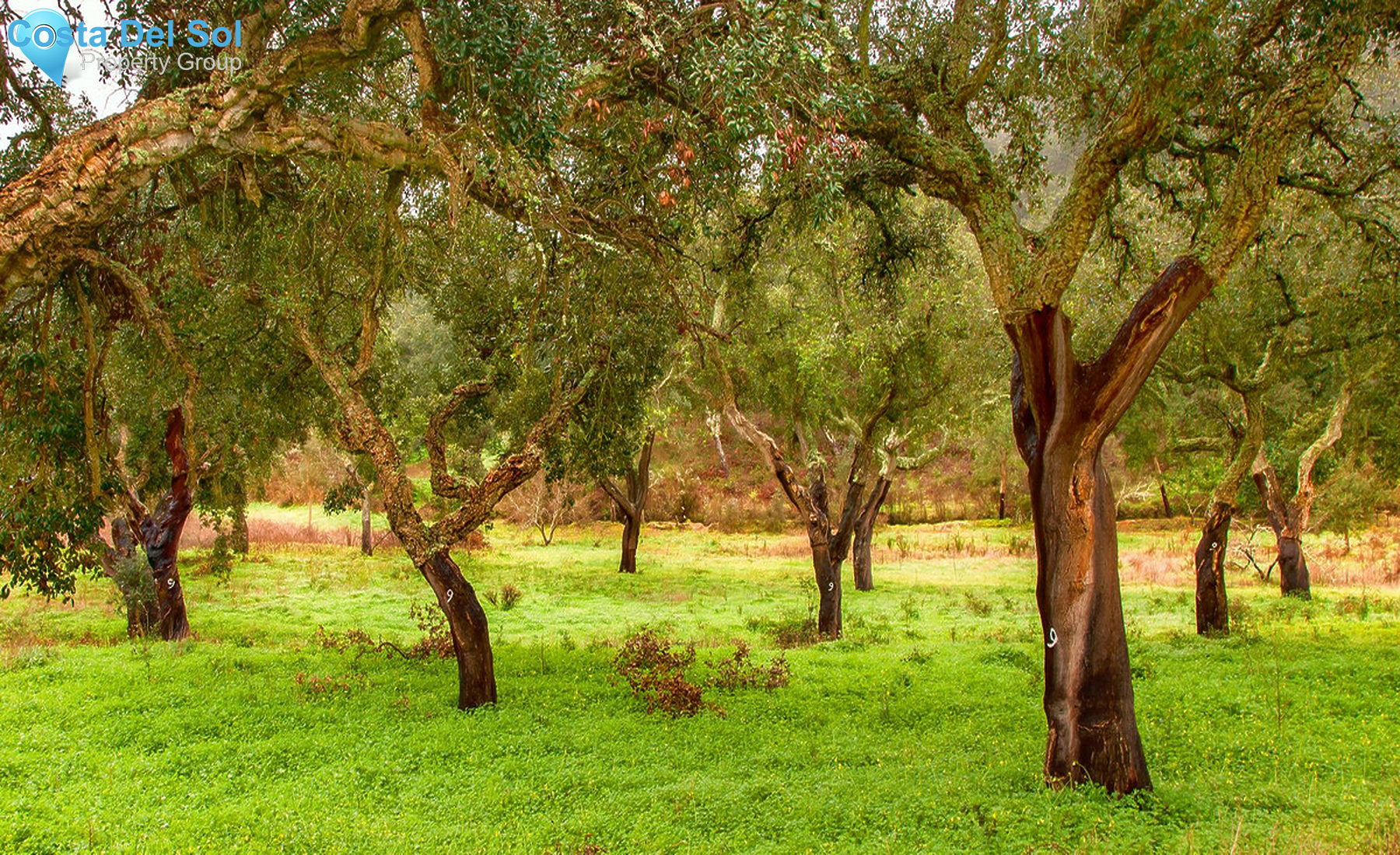 Plot in Sotogrande-1505337